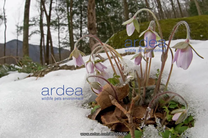 : Sharp-lobed Hepatica : Sharp-lobed Hepatica