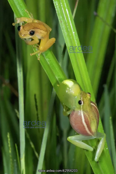 : Sharp-nosed Reed Frog calling and Ethiopian Banana : Sharp-nosed Reed Frog calling and Ethiopian Banana