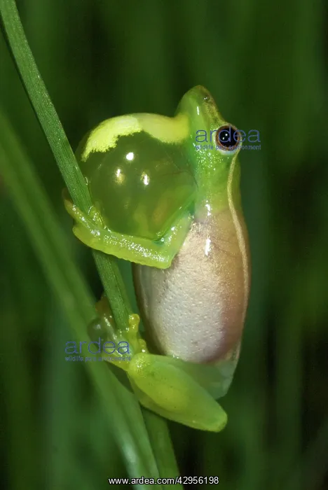 : Sharp-nosed Reed Frog - male in calling behaviour : Sharp-nosed Reed Frog - male in calling behaviour