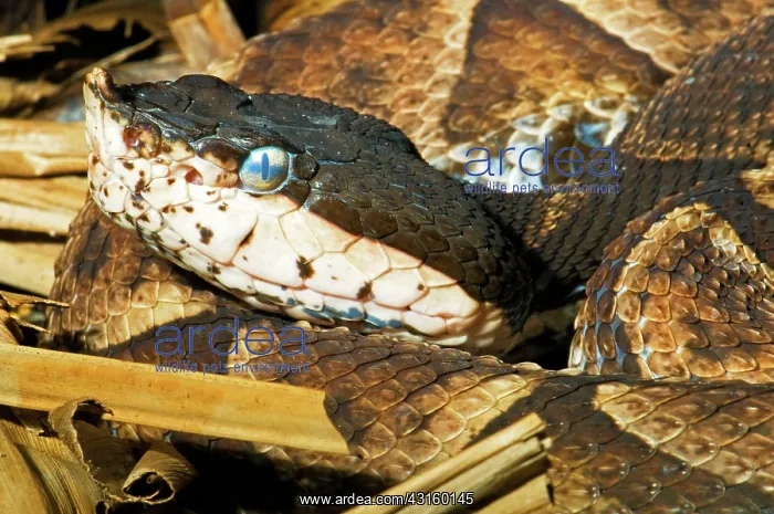 : Sharp-nosed Viper : Sharp-nosed Viper