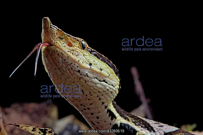 : Sharp-nosed viper (Deinagkistrodon acutus), animal : Sharp-nosed viper (Deinagkistrodon acutus), animal