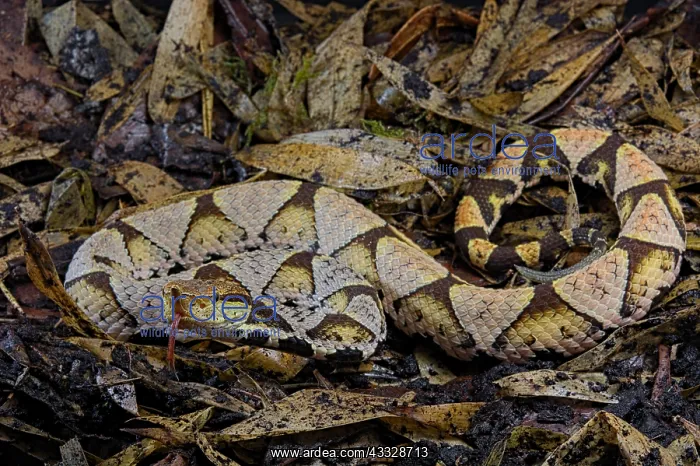 : Sharp-nosed viper (Deinagkistrodon acutus) on dead : Sharp-nosed viper (Deinagkistrodon acutus) on dead