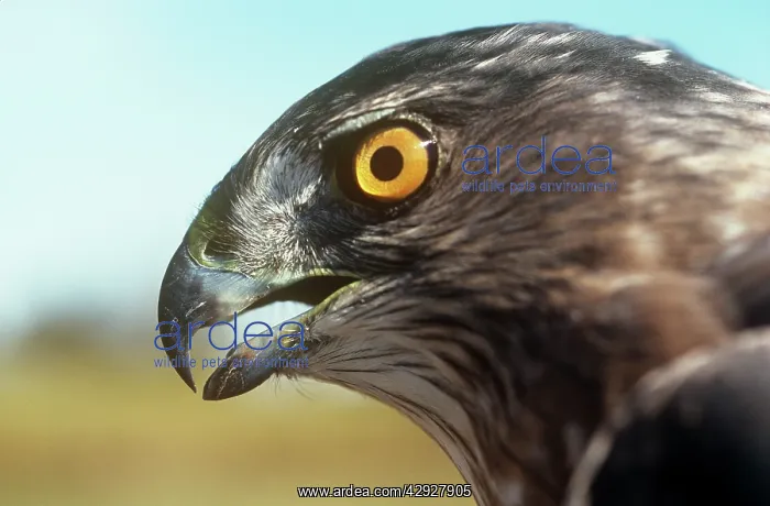 : Sharp-shinned Hawk : Sharp-shinned Hawk
