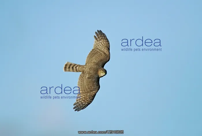 : Sharp-shinned Hawk : Sharp-shinned Hawk