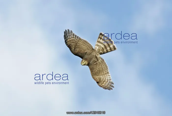 : Sharp-shinned Hawk : Sharp-shinned Hawk