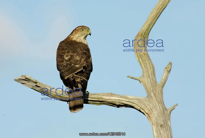 : Sharp-shinned Hawk : Sharp-shinned Hawk