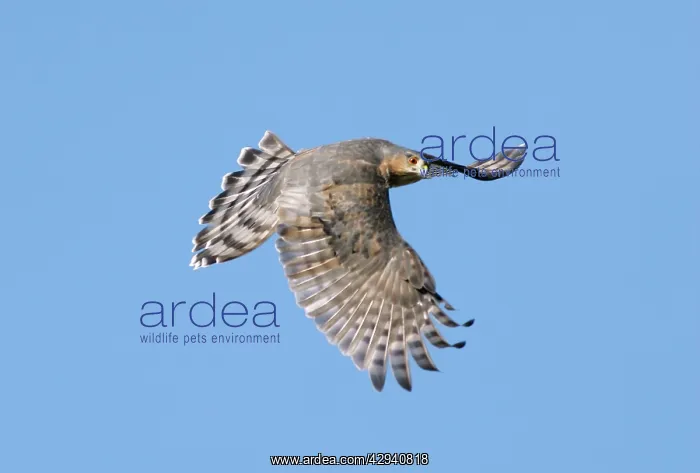: Sharp-shinned Hawk : Sharp-shinned Hawk