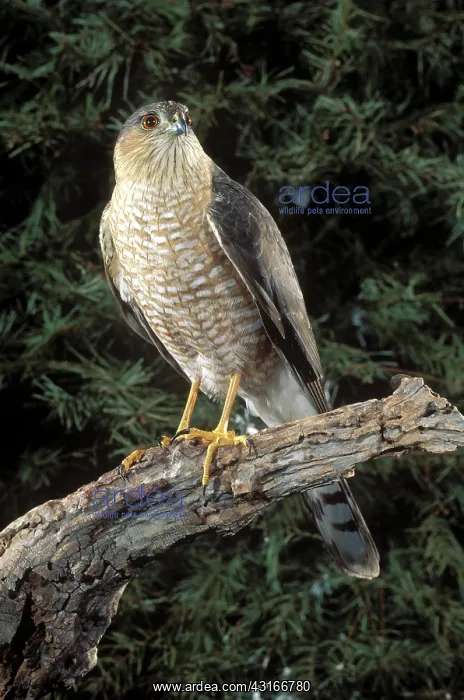 : Sharp-Shinned Hawk : Sharp-Shinned Hawk