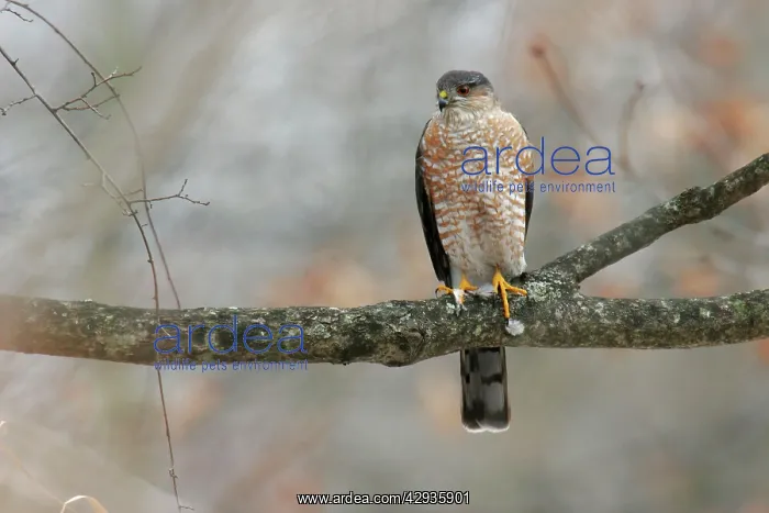 : Sharp-shinned Hawk - adult : Sharp-shinned Hawk - adult