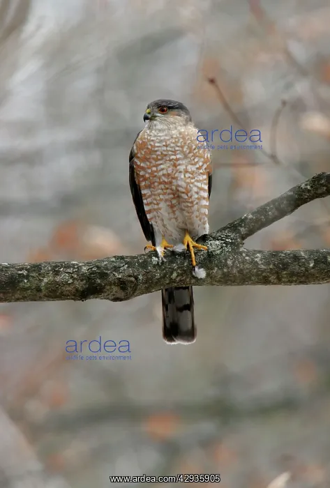 : Sharp-shinned Hawk - adult : Sharp-shinned Hawk - adult