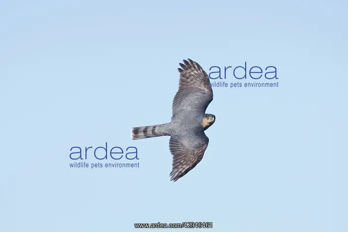 : Sharp-shinned Hawk - Adult : Sharp-shinned Hawk - Adult