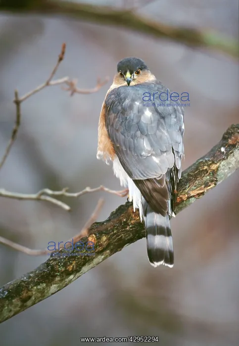 : Sharp-shinned Hawk - adult : Sharp-shinned Hawk - adult