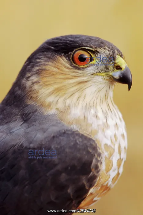 : Sharp-shinned Hawk - adult bird with gray nape and red eye : Sharp-shinned Hawk - adult bird with gray nape and red eye