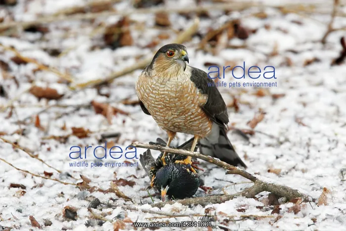 : Sharp-shinned Hawk - adult. Killing and eating a starling : Sharp-shinned Hawk - adult. Killing and eating a starling