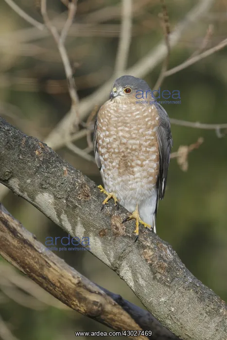  : Sharp-shinned Hawk Adult perched while hunting