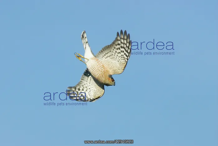 : Sharp-shinned Hawk - diving : Sharp-shinned Hawk - diving