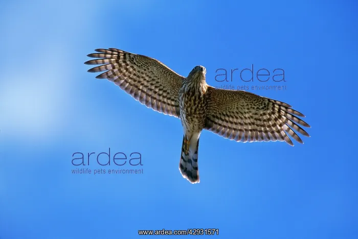 : SHARP-SHINNED HAWK - IN FLIGHT : SHARP-SHINNED HAWK - IN FLIGHT
