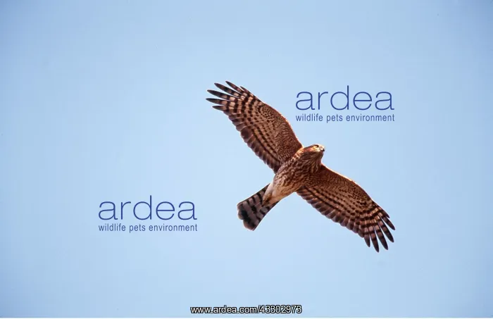 : SHARP-SHINNED HAWK - IN FLIGHT : SHARP-SHINNED HAWK - IN FLIGHT