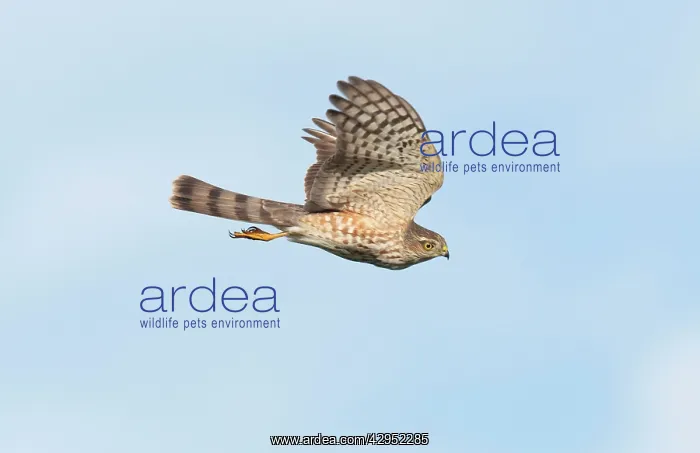 : Sharp-shinned Hawk - immature in flight : Sharp-shinned Hawk - immature in flight