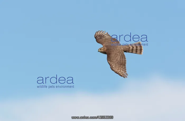 : Sharp-shinned Hawk - immature in flight : Sharp-shinned Hawk - immature in flight
