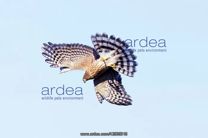 : Sharp-shinned Hawk - Immature in flight - Smallest : Sharp-shinned Hawk - Immature in flight - Smallest