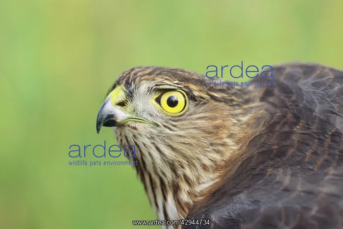 : Sharp-shinned Hawk - immature with yellow eye : Sharp-shinned Hawk - immature with yellow eye