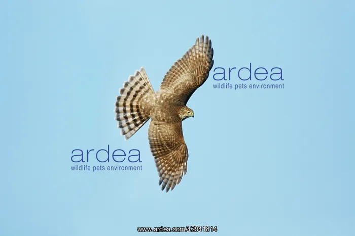  : Sharp-shinned Hawk - juvenile