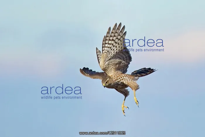 : Sharp-shinned Hawk - juvenile : Sharp-shinned Hawk - juvenile