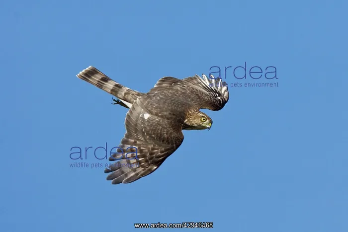 : Sharp-shinned Hawk - juvenile : Sharp-shinned Hawk - juvenile