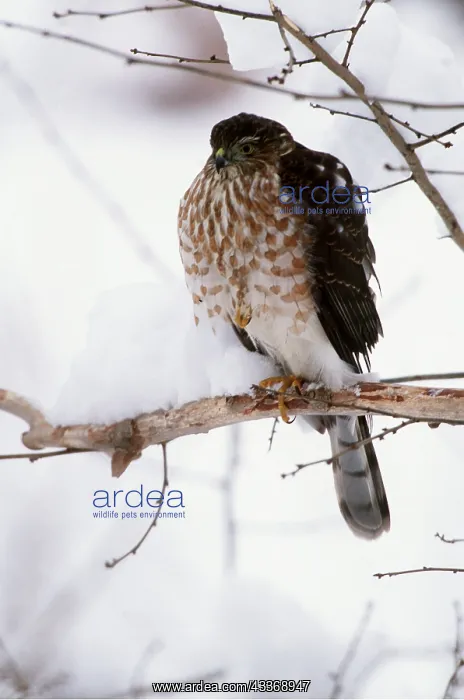 : SHARP-SHINNED HAWK - juvenile on branch, in snow : SHARP-SHINNED HAWK - juvenile on branch, in snow