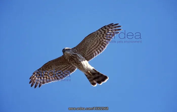 : SHARP-SHINNED HAWK - juvenile in flight : SHARP-SHINNED HAWK - juvenile in flight