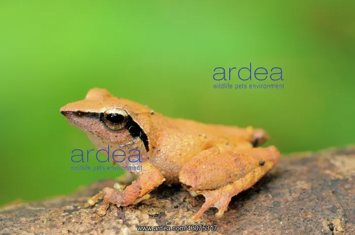 : Sharp-snouted Shrub Frog : Sharp-snouted Shrub Frog