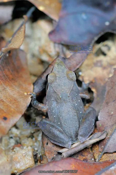 : Sharp-snouted Shrub Frog : Sharp-snouted Shrub Frog