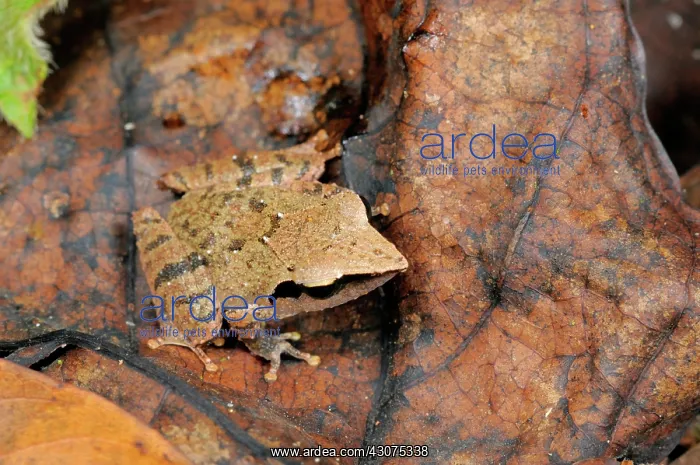 : Sharp-snouted Shrub Frog : Sharp-snouted Shrub Frog