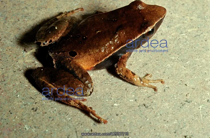 : Sharp-snouted torrent frog - formerly found in : Sharp-snouted torrent frog - formerly found in