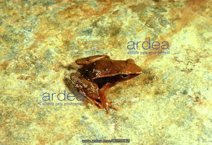 : Sharp-snouted torrent / Sharp-nosed day frog : Sharp-snouted torrent / Sharp-nosed day frog