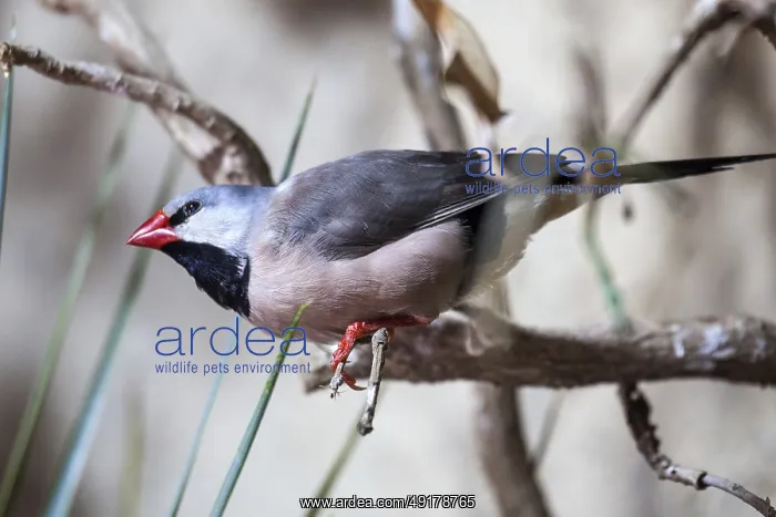 : Sharp-tailed Amadine (Poephila acuticauda) : Sharp-tailed Amadine (Poephila acuticauda)
