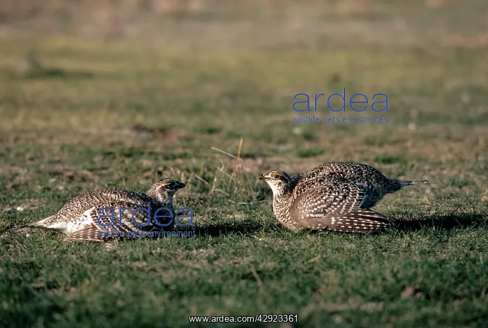 : Sharp-tailed Grouse - two males facing across boundary : Sharp-tailed Grouse - two males facing across boundary
