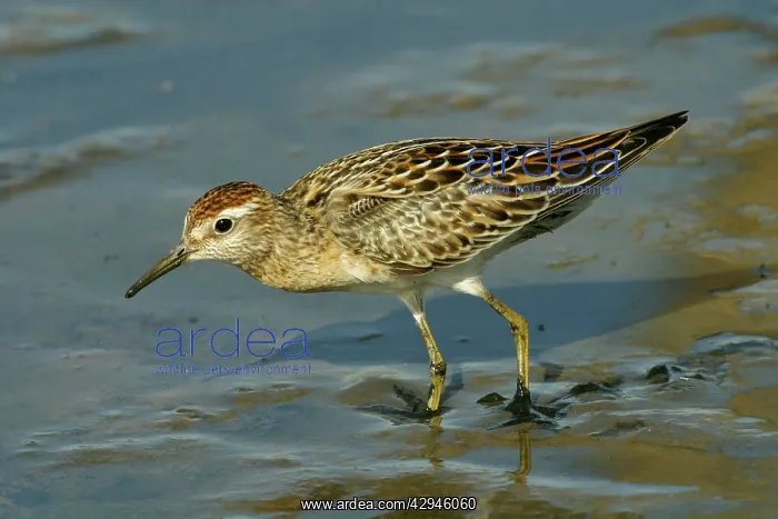  : Sharp-tailed Sandpiper