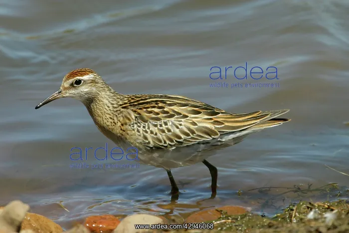 : Sharp-tailed Sandpiper : Sharp-tailed Sandpiper