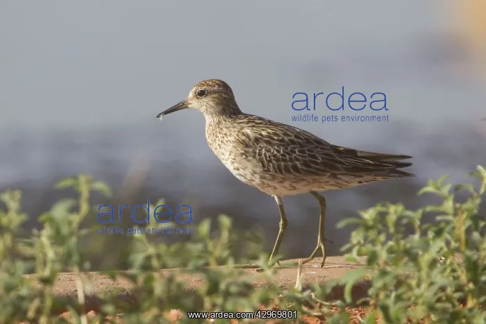 : Sharp-tailed Sandpiper : Sharp-tailed Sandpiper
