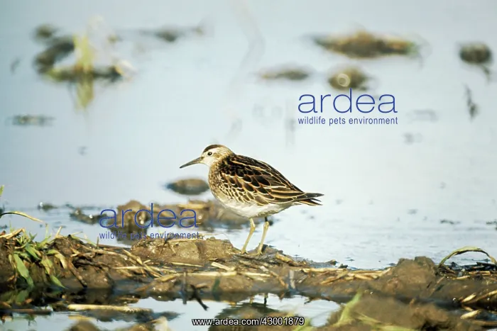 : Sharp-tailed Sandpiper : Sharp-tailed Sandpiper