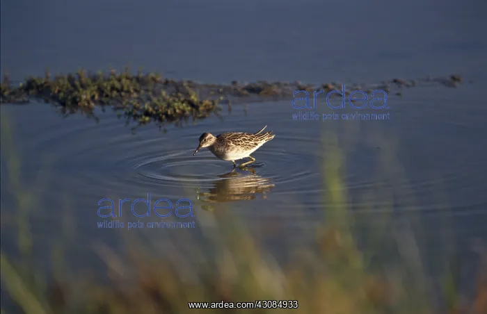 : Sharp-tailed Sandpiper : Sharp-tailed Sandpiper