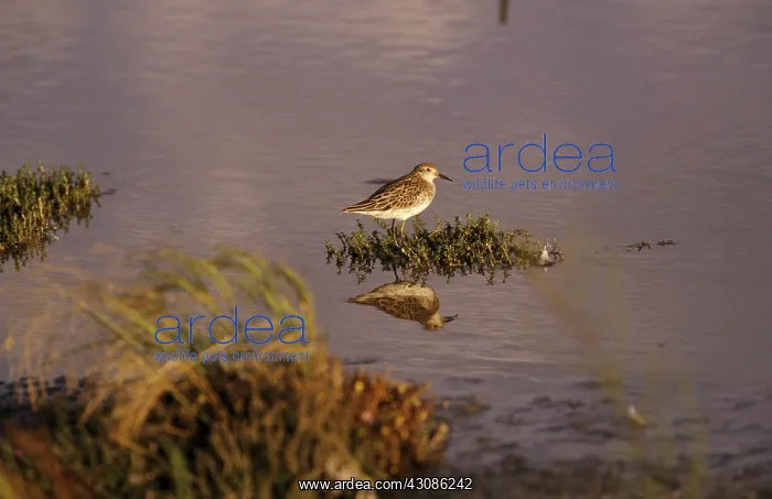 : Sharp Tailed Sandpiper : Sharp Tailed Sandpiper