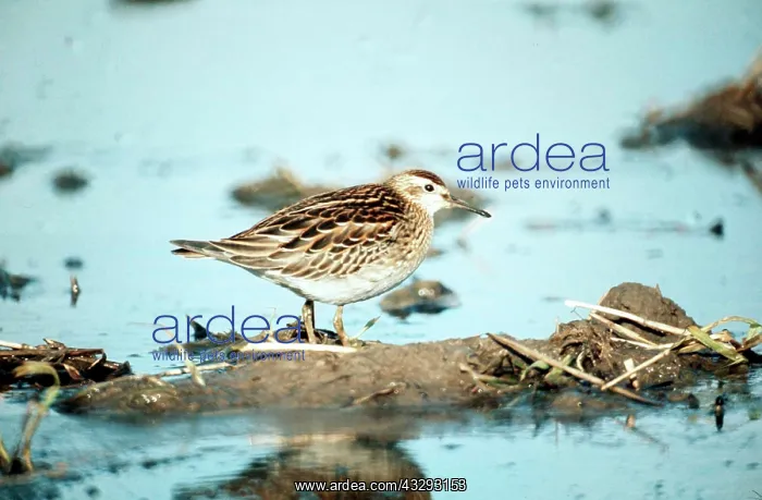 : Sharp Tailed Sandpiper : Sharp Tailed Sandpiper