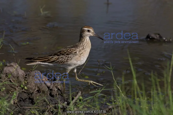 : Sharp-tailed Sandpiper - in winter plumage - Walking : Sharp-tailed Sandpiper - in winter plumage - Walking