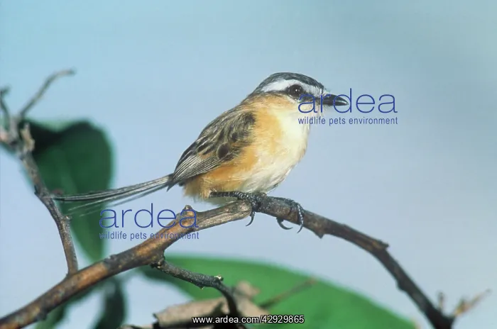 : Sharp-tailed TYRANT : Sharp-tailed TYRANT
