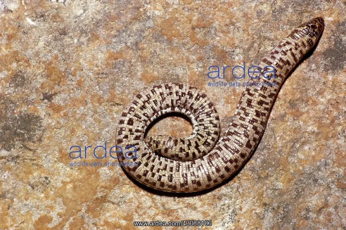 : Sharp-Tailed Worm Lizard : Sharp-Tailed Worm Lizard