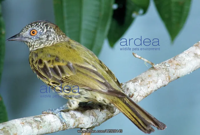  : SHARPBILL (Oxyruncus cristatus)