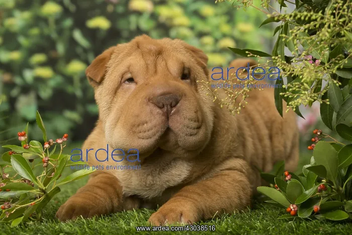  : Sharpei dog outdoors in the garden